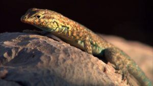 A lizard sitting on top of a rock in the sand.